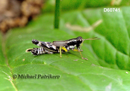 Hebard's Green-legged Grasshopper (Melanoplus eurycercus)